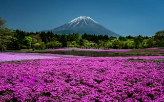 Картинка Япония, Киото, Флоксы, Природа, Горы, Пруд, Парк