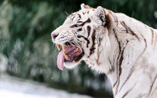 Картинка белый тигр, оскал, тигр, хищник