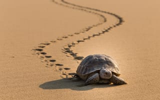 Обои черепаха, путь, песок