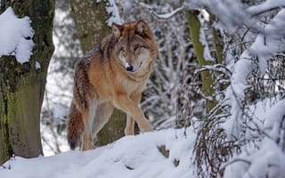 Обои животное, снег, природа, зима, хищник, волк, деревья