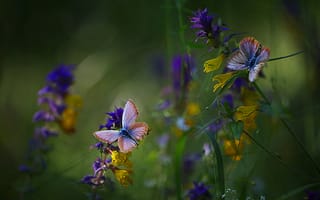 Обои природа, бабочки, макро, цветы, лето