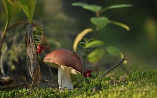 Картинка природа, мох, гриб, брусника, ягоды