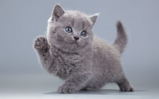 Картинка Британская короткошерстная кошка, серый, котенок