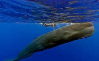 Картинка кит, подводный мир, под водой