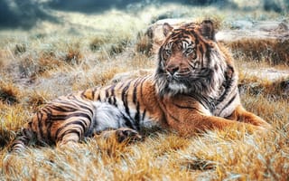 Обои тигр, дикая природа, хищник, поле, бенгальский тигр
