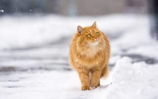 Картинка животное, снег, зима, рыжий, кот, природа