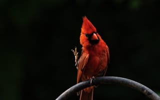 Обои Red, птица, Bird