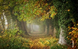 Картинка природа, Radoslaw Dranikowski, аллея, дубы, деревья, парк, осень