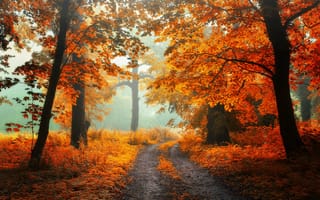 Картинка Radoslaw Dranikowski, природа, лес, парк, осень, аллея, деревья, дорожка