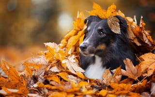 Обои животное, природа, осень, собака, шёлти, морда, листья, пёс