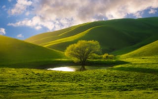 Картинка Mumtaz Shamsee, луга, природа, облака, холмы, Калифорния, кусты, дерево, небо, водоём, пейзаж, США