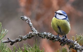 Картинка птицы мира, хвоя, синица, природа, птица, ветка