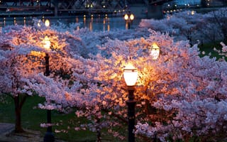 Картинка город, вечер, цветение, река, деревья, освещение, весна, мост, природа, набережная, парк, фонари