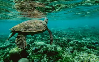 Обои черепаха, подводный мир