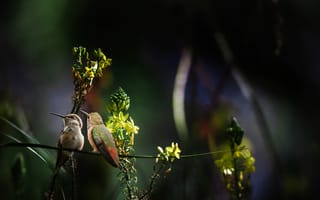 Картинка Thai Phung, парочка, природа, стебель, цветы, колибри, птицы мира, птички