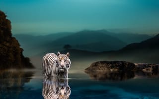 Картинка природа, тигр, камни, хищник, животное, водоём, Thai Phung, вечер