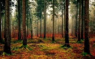 Картинка Мох, природа, лес, Осень