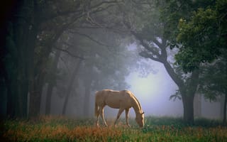 Обои Лошадь, природа