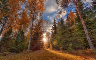 Картинка природа, дорожка, лес, деревья, осень
