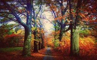 Картинка природа, парк, аллея, дорожка, деревья, осень
