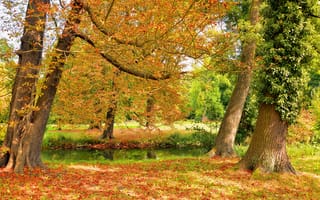 Картинка парк, деревья, пруд, краски, осень