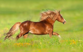 Обои животное, конь, природа, лошадь, поле, бег