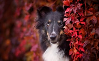 Обои животное, осень, взгляд, плющ, пёс, собака, листья