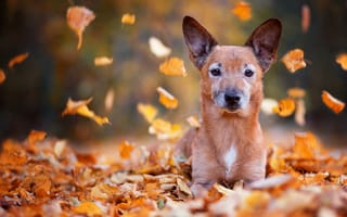 Обои животное, листья, пёс, природа, взгляд, листопад, осень, собака