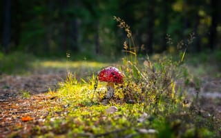Картинка мухомор, макро, гриб, трава, осень