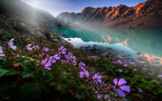 Картинка горы, вода, свет, цветы