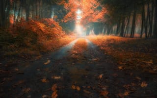 Картинка Slava Lucky, деревья, листья, осень, кусты, аллея, дорога, природа, парк