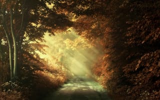Обои природа, дорога, аллея, деревья, свет, осень, парк, лучи