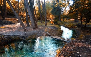 Картинка Саржин яр, деревья, осень, ручей