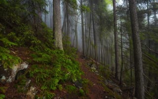 Картинка Slava Lucky, деревья, лес, туман, тропа, природа, камни, склон, ели