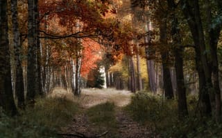 Обои природа, осень, лес, деревья, дорога