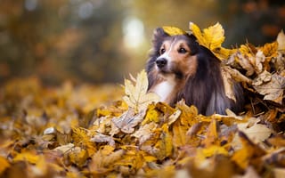 Картинка животное, листья, голова, собака, природа, осень, шёлти, куча, ворох, пёс