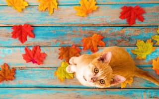 Картинка животное, взгляд, клён, кошка, доски, осень, кот, листья