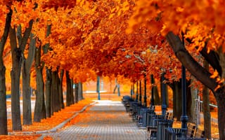 Картинка Осень, деревья, сквер, жёлтые листья