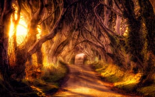 Картинка природа, ветки, дорога, тоннель, деревья, ветви, осень