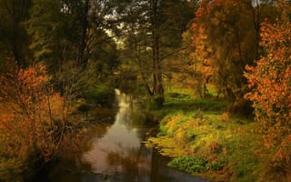 Картинка природа, деревья, осень, речка, пейзаж, кусты, лес