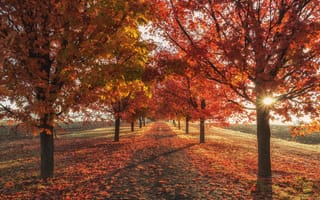 Обои осень, природа, листья, деревья