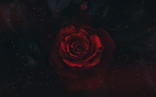 Картинка роза, темный