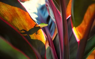 Картинка Ящерица, листья, рептилия