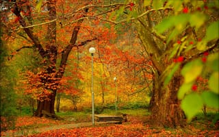 Картинка природа, осень, парк, фонари, дорожка, деревья