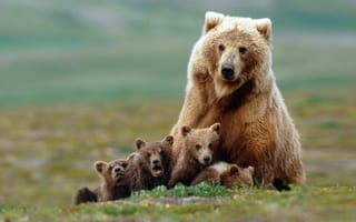 Обои животные, медведица, медвежата, детёныши, медведи, хищники