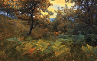 Картинка Mevludin Sejmenovic, папоротник, горы, осень, деревья, Босния, природа, трава, кусты, пейзаж