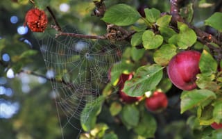 Картинка природа, паутина, яблоня, ветки, листья, яблоки, плоды