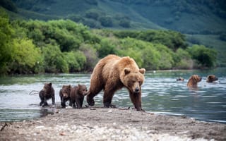 Обои животные, хищники, медведица, зелень, детёныши, река, медведи, природа, медвежата