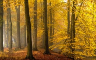 Картинка природа, осень, туман, лес, фотограф, деревья, Lars van de Goor