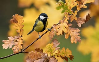 Картинка природа, ветка, синица, птицы мира, птица, дуб, листья, осень